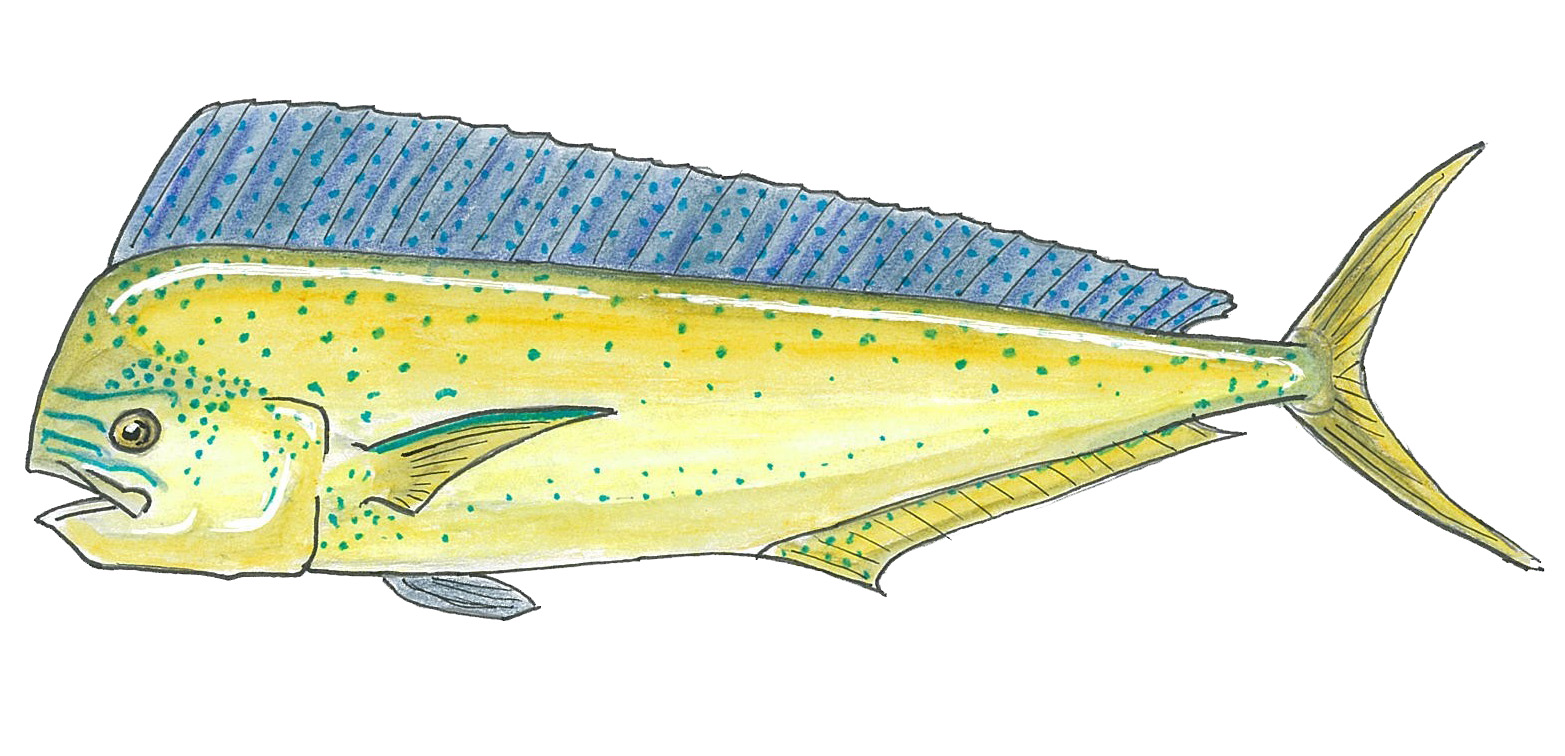 Fiji – Top Seafood – Seafood Trails