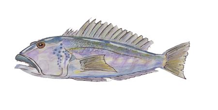 New Zealand – Top Seafood – Seafood Trails
