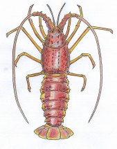 Southern Rock Lobster cropped